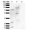 SSEA3 antibody, LS-C773070, Lifespan Biosciences, Western Blot image 