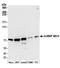 Heterogeneous nuclear ribonucleoprotein M antibody, A500-011A, Bethyl Labs, Western Blot image 