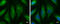 MX Dynamin Like GTPase 1 antibody, GTX629738, GeneTex, Immunofluorescence image 
