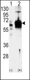 Guanylate cyclase soluble subunit alpha-3 antibody, TA302112, Origene, Western Blot image 