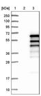 Campylobacter venerealis   antibody, NBP1-82256, Novus Biologicals, Western Blot image 