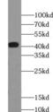Tropomodulin 3 antibody, FNab08801, FineTest, Western Blot image 