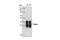 Nanog Homeobox antibody, 8822S, Cell Signaling Technology, Western Blot image 