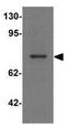 Paralemmin-3 antibody, GTX32027, GeneTex, Western Blot image 