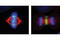 Inner Centromere Protein antibody, 2786S, Cell Signaling Technology, Immunofluorescence image 