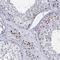 Goosecoid Homeobox 2 antibody, HPA043011, Atlas Antibodies, Immunohistochemistry paraffin image 