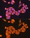 Ras-related protein Rap-1b antibody, GTX66139, GeneTex, Immunofluorescence image 