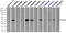 Fc-gamma-RIIa antibody, TA500654, Origene, Immunoprecipitation image 