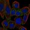 Linker For Activation Of T Cells antibody, HPA011157, Atlas Antibodies, Immunofluorescence image 