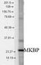 Heat shock protein beta-2 antibody, LS-C230247, Lifespan Biosciences, Western Blot image 