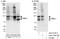 RAB, Member RAS Oncogene Family Like 6 antibody, A303-726A, Bethyl Labs, Immunoprecipitation image 