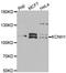 Potassium Voltage-Gated Channel Subfamily H Member 1 antibody, STJ28719, St John