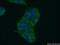 DLG1 antibody, 55085-1-AP, Proteintech Group, Immunofluorescence image 