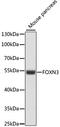 Forkhead Box N3 antibody, LS-C750012, Lifespan Biosciences, Western Blot image 