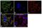 PCB antibody, PA5-50101, Invitrogen Antibodies, Immunofluorescence image 