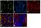 Podocalyxin Like antibody, 433140, Invitrogen Antibodies, Immunofluorescence image 