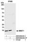 Membrane Magnesium Transporter 1 antibody, A305-833A-M, Bethyl Labs, Immunoprecipitation image 