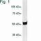 Proteasome 26S Subunit, Non-ATPase 5 antibody, PA1-975, Invitrogen Antibodies, Western Blot image 