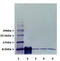 Ubiquitin-40S ribosomal protein S27a antibody, TA309840, Origene, Western Blot image 