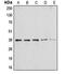 Annexin A1 antibody, orb213556, Biorbyt, Western Blot image 