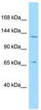 Nuclear Export Mediator Factor antibody, TA332089, Origene, Western Blot image 