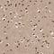 Synergin Gamma antibody, HPA023555, Atlas Antibodies, Immunohistochemistry paraffin image 