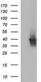Apolipoprotein A5 antibody, CF507103, Origene, Western Blot image 