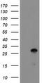 Glutathione S-Transferase Omega 2 antibody, TA503677, Origene, Western Blot image 