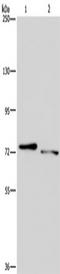 NLR Family Pyrin Domain Containing 10 antibody, TA351448, Origene, Western Blot image 