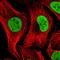 Nuclear Autoantigenic Sperm Protein antibody, HPA030518, Atlas Antibodies, Immunocytochemistry image 