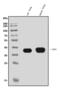 Podoplanin antibody, A01124-2, Boster Biological Technology, Western Blot image 
