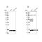 Family With Sequence Similarity 136 Member A antibody, PA5-56345, Invitrogen Antibodies, Western Blot image 