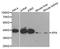 XPA, DNA Damage Recognition And Repair Factor antibody, orb48581, Biorbyt, Western Blot image 
