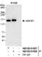 Ankyrin repeat and IBR domain-containing protein 1 antibody, NB100-61607, Novus Biologicals, Immunoprecipitation image 