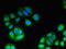 Chromosome 17 Open Reading Frame 78 antibody, LS-C397598, Lifespan Biosciences, Immunofluorescence image 