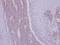 Cell Division Cycle Associated 7 Like antibody, LS-C155176, Lifespan Biosciences, Immunohistochemistry frozen image 