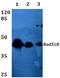 DNA repair protein RAD51 homolog 4 antibody, A02893, Boster Biological Technology, Western Blot image 