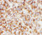 Collagen Type I Alpha 1 Chain antibody, OABB01300, Aviva Systems Biology, Immunocytochemistry image 
