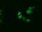 Aryl hydrocarbon receptor nuclear translocator-like protein 1 antibody, LS-C115252, Lifespan Biosciences, Immunofluorescence image 