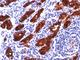 Thyroglobulin antibody, NBP2-45117, Novus Biologicals, Immunohistochemistry frozen image 
