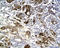 Keratin 7 antibody, orb15381, Biorbyt, Immunohistochemistry paraffin image 