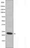 Mitochondrial Ribosomal Protein S18C antibody, orb226182, Biorbyt, Western Blot image 