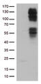 FGFR-2 antibody, TA502797AM, Origene, Western Blot image 