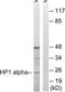 HP1 alpha antibody, TA312347, Origene, Western Blot image 