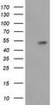 Glutathione Synthetase antibody, CF501936, Origene, Western Blot image 