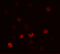 Filaggrin antibody, 7449, ProSci Inc, Immunofluorescence image 