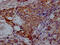 Valosin Containing Protein antibody, CSB-RA182227A0HU, Cusabio, Immunohistochemistry paraffin image 