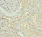 Nyctalopin antibody, LS-C676203, Lifespan Biosciences, Immunohistochemistry paraffin image 