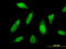 PTTG1 Interacting Protein antibody, LS-C196790, Lifespan Biosciences, Immunofluorescence image 