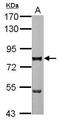 Ring Finger Protein 112 antibody, PA5-31075, Invitrogen Antibodies, Western Blot image 